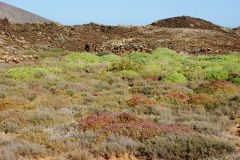 Grün auf Isla de Lobos