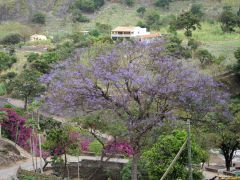 Jacarandabaum Paultal