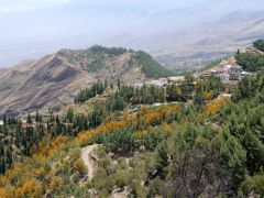 blühende Akazienbäume