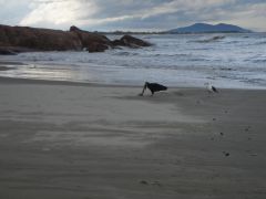 am Strand von Laguna