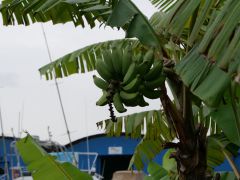 Bananen in der Marina Pier26