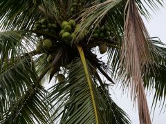 Kokosnüsse in der Marina Pier26