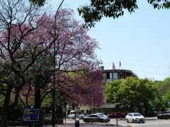 Frühlingshafte Bäume