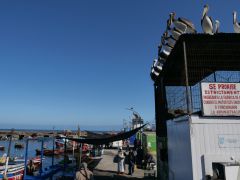 Pelikane warten auf Futter