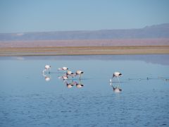 San Pedro Salar de Atacama Flamingos
