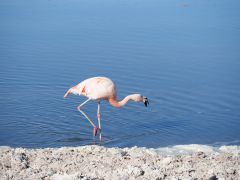 San Pedro Salar de Atacama Flamingos