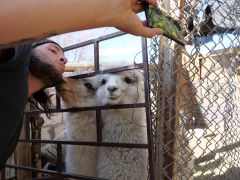 San Pedro Salar de Atacama Selfie mit Lama