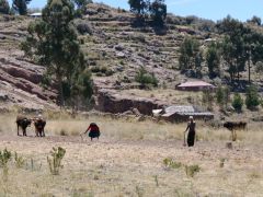Titicaca Taquile Feldarbeit