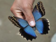 Machu Picchu Schmetterlingsgarten