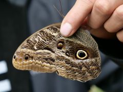 Machu Picchu Schmetterlingsgarten