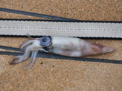 Morgendliches Fundstück