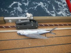 Morgendliches Fundstück