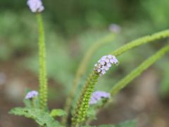 Zwischen Zaruma und Vilcabamba