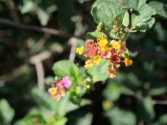 Zugfahrt Teufelsnase