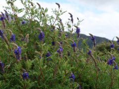 Cuicocha Kraterlagune