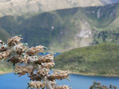Cuicocha Kraterlagune