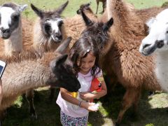 Pyramiden von Cochasquí