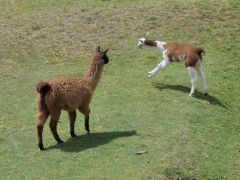 Pyramiden von Cochasquí