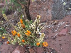 bei der Whymper Schutzhütte