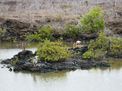 Santa Cruz Las Bachas