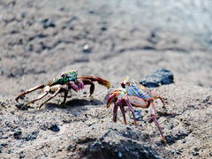 Isla Isabella Caleta Tagus