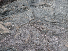 Isla Fernandina Punta Espinosa