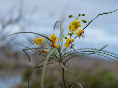Isla Floreana Punta Cormorant