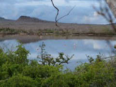 Isla Floreana Punta Cormorant