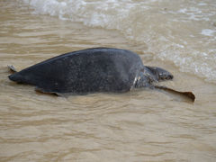 Isla Floreana Punta Cormorant