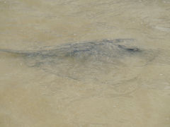Isla Floreana Punta Cormorant
