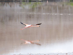 Isla Floreana Punta Cormorant