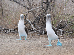 Isla Floreana Punta Cormorant