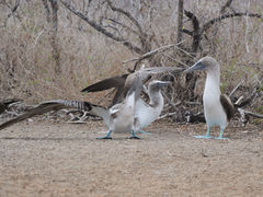 Isla Floreana Punta Cormorant