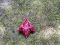 Honolulu Foster Botanic Garden