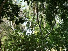 Honolulu Foster Botanic Garden