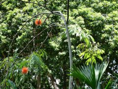 Honolulu Foster Botanic Garden