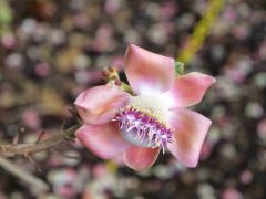 Honolulu Foster Botanic Garden