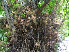 Honolulu Foster Botanic Garden