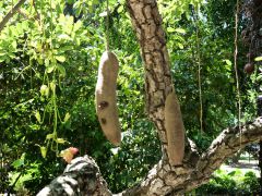 Honolulu Foster Botanic Garden