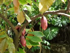Honolulu Foster Botanic Garden