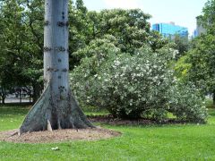 Honolulu Foster Botanic Garden