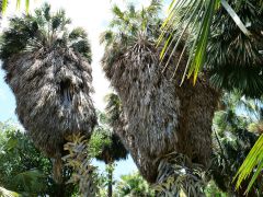 Honolulu Foster Botanic Garden