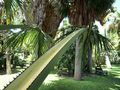 Honolulu Foster Botanic Garden