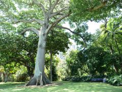 Honolulu Foster Botanic Garden