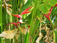 Honolulu Foster Botanic Garden