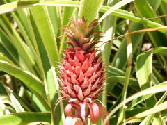 Honolulu Foster Botanic Garden