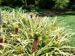 Honolulu Foster Botanic Garden