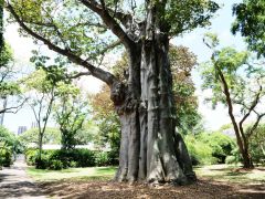 Honolulu Foster Botanic Garden