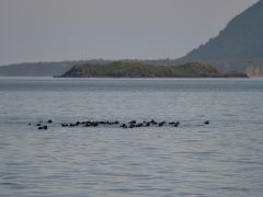 Hallo Bay Seeotter Gruppe