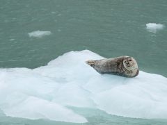 Northwestern Gletscher